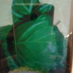 西昌甘蓝 本人长年代办本地甘蓝。白菜。洋葱