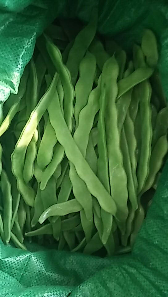 供应:中国蔬菜第一县,莘县扁豆上市了