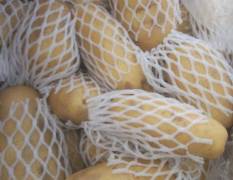 高密荷兰十五优质土豆以及原种脱毒种薯
