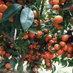 广西阳朔30-60沙糖桔前期价格好中期跌价