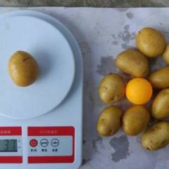 滕州土豆 迷你小土豆生产以及销售商