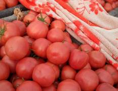 禹城是德州地区最大的西红柿主产区