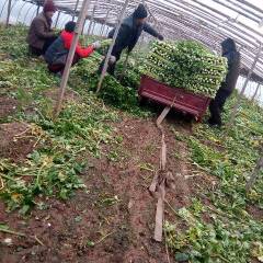 2018金乡芹菜 本人长年供应美国西芹法国皇后