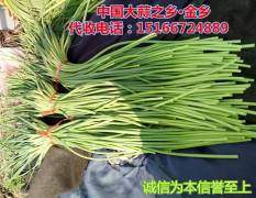 金乡蒜薹价格行情平稳，代收金乡蒜薹，冷库配