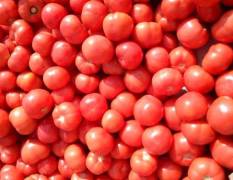 费县胡阳镇万亩硬粉西红柿已大量上市