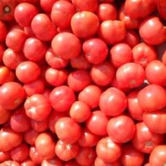 费县胡阳镇万亩硬粉西红柿已大量上市