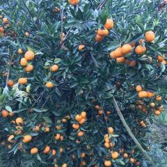 崇左市江州区左州镇春糖桔上市