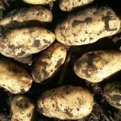 牙克石荷兰十五原种上车价格0.55