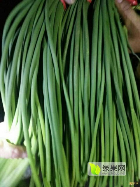 2018年山东金乡红帽蒜薹价格
