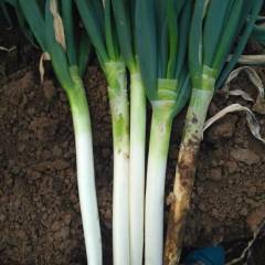 安丘优质大棚铁杆长白大葱火爆热销中