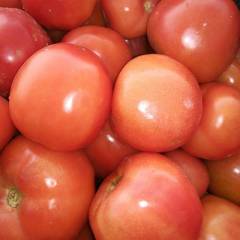 淇滨西红柿 精品西红柿，弧二以上，硬果