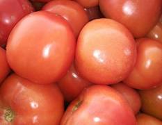 淇滨西红柿 精品西红柿，弧二以上，硬果