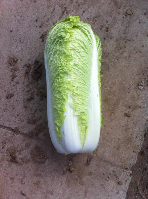 玉白菜的样子图片