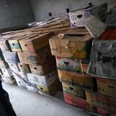 遵化党峪镇出售大量冀东磨盘柿子