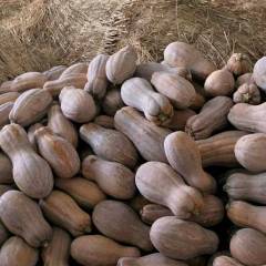 湘鄂蔬果农业合作社 松滋南瓜