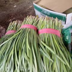 河北省秦皇岛市昌黎县韭菜大量上市中