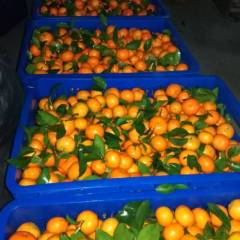 灵川优越的地理条件，盛产优质的沙糖桔