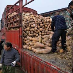 松滋八宝镇金韩南瓜 农业合作社库存量超大