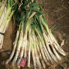 山东泰安长白干葱目前已上市，价格便宜