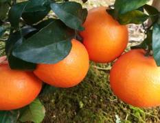 广西武鸣沃柑柑橘著名品种