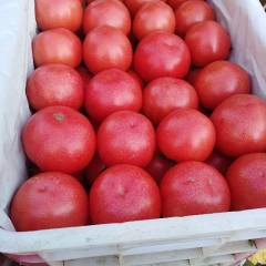 饶阳我处温室大棚西红柿正值高峰期