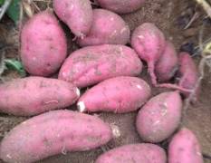 临沭红薯 常年代理收购红薯，价格随行就市