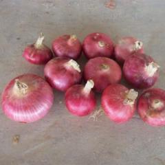 供应金乡卜集库存扁桩二红洋葱/沤山库存二红圆