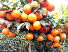广西柑橘大量上市供应