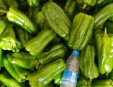 凌源东北最大的蔬菜基地品种:青椒