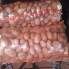 围场荷兰十五小土豆0.20元