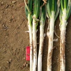 滕州大葱有需要的请联系，质量保证