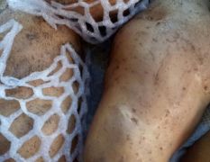 罗庄土豆 个头超大、新鲜优质的荷兰土豆