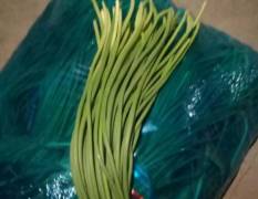 山东金乡优质红帽蒜薹 质量好价格低