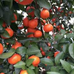 永福堡里乡马水桔 本人代办沙糖桔多年