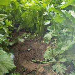 曹县芹菜 现有大批法国皇后西芹价格实惠