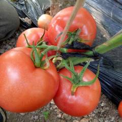 费县胡阳镇是临沂市的西红柿之乡