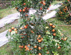 临桂沙糖桔 自己种植有沙塘橘约4万斤
