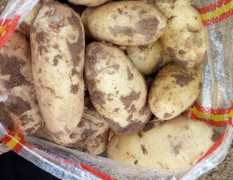 北林大量出售脱毒马铃薯种子，荷兰七号