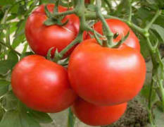 商河西红柿现大量上市日产量500吨