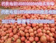供应2022年江苏沭阳粉红西红柿3月已经上市