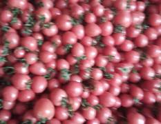 莘县圣女果 圣女果，小柿子，贝贝，千禧大量上市，欢迎前来采购