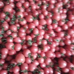 莘县圣女果 圣女果，小柿子，贝贝，千禧大量上市，欢迎前来采购