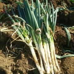 坊子黄旗堡露天铁杆大葱基本结束