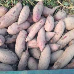 西陵春节后还有大量紫苕零售，价2.5元1斤