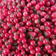 山东省聊城市莘县甜瓜，茄子，圣女果