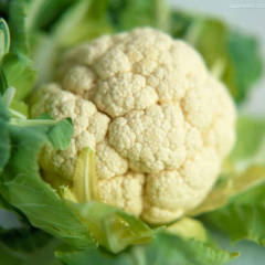 2018云梦菜花已经小量上市，价格随行就市