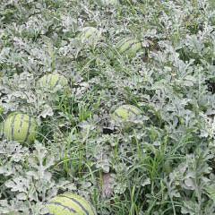 睢阳高糖佳丽西瓜种子