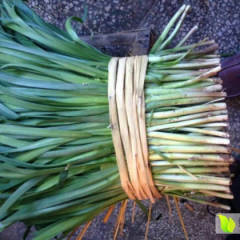 河北香河代购优质韭菜品质优良