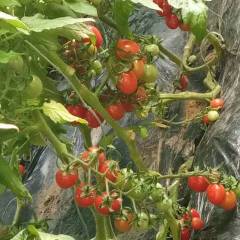 平度高温大棚圣女果釜山88大量上市