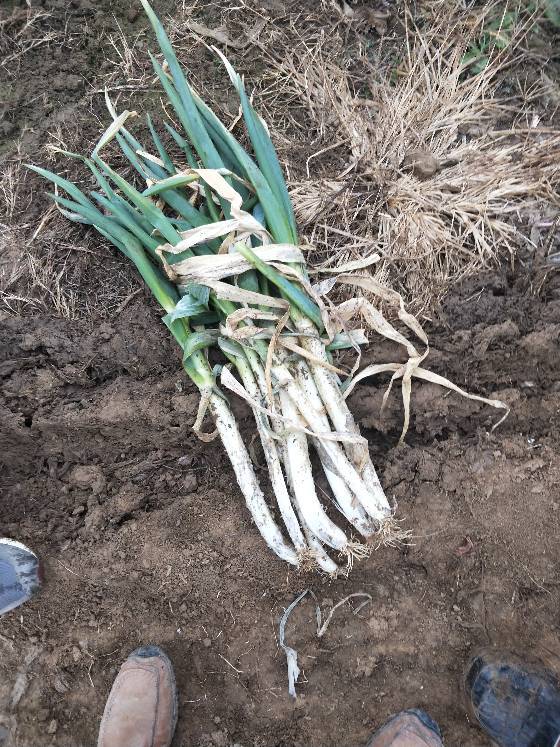 供应:2018新野大葱收发一条龙服务信誉好.